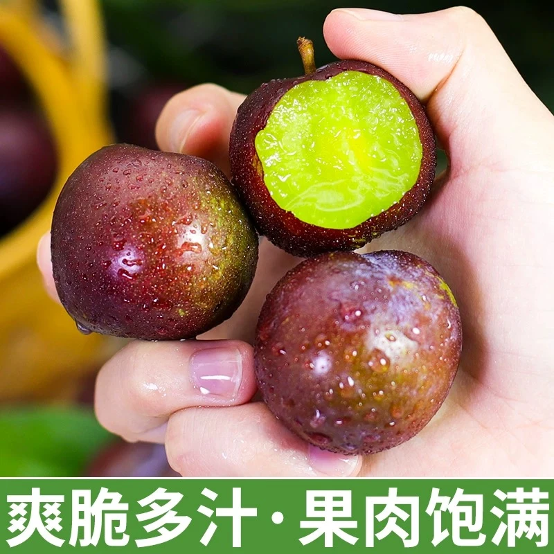 【五月脆】李子当季新鲜现摘水果三华李青红脆半边茵红凤凰李包邮G李子同城送四川省