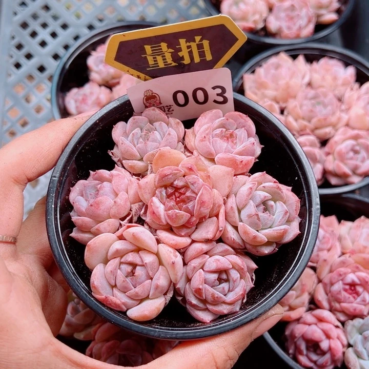 多肉植物多肉植物