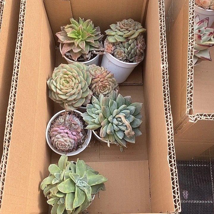 漪*绿色健康6722