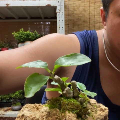 红陶一物一拍所见即所得48