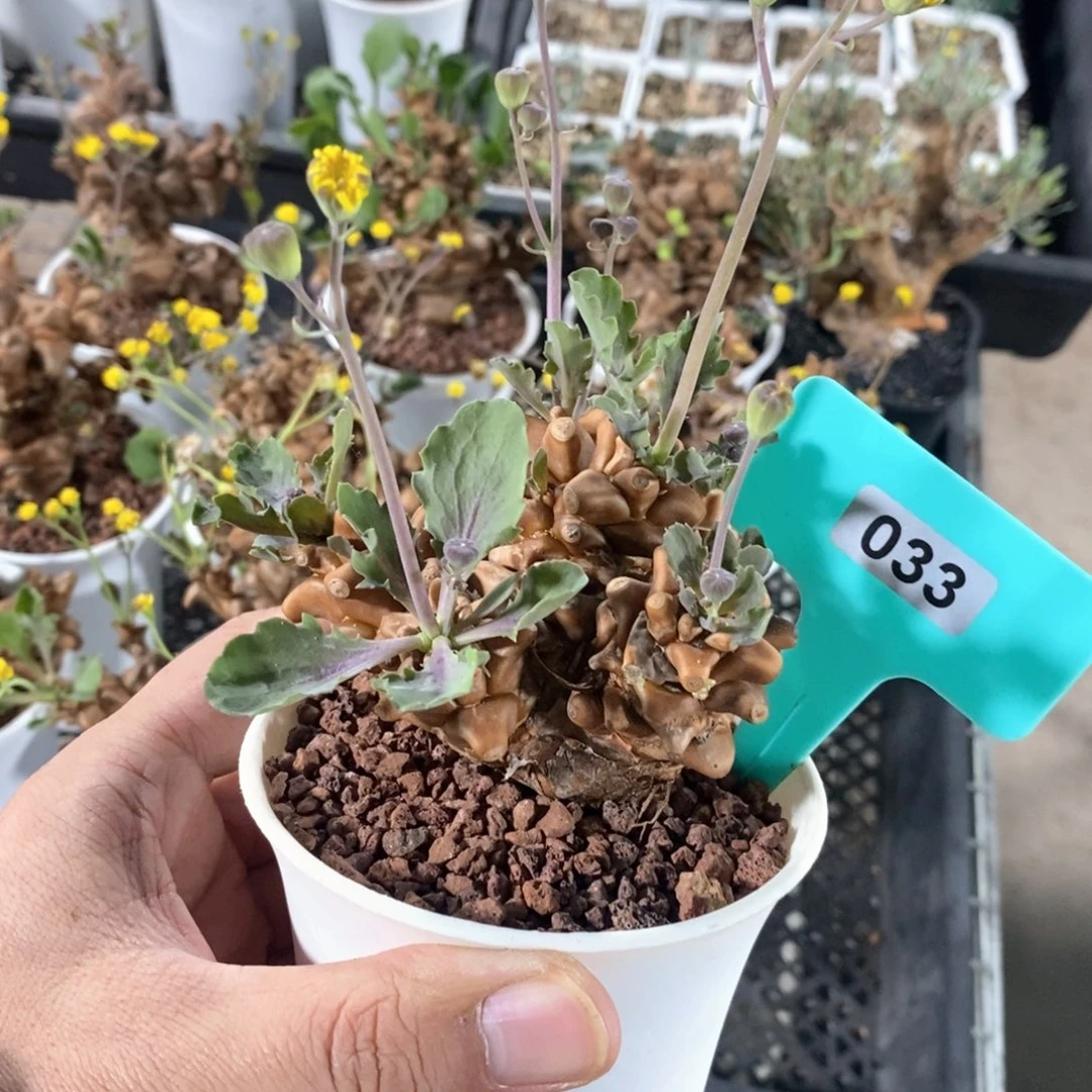 蛮鬼塔厚炖菊多肉植物