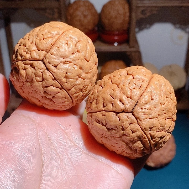 平**气野生三瓣脑纹大金刚5253