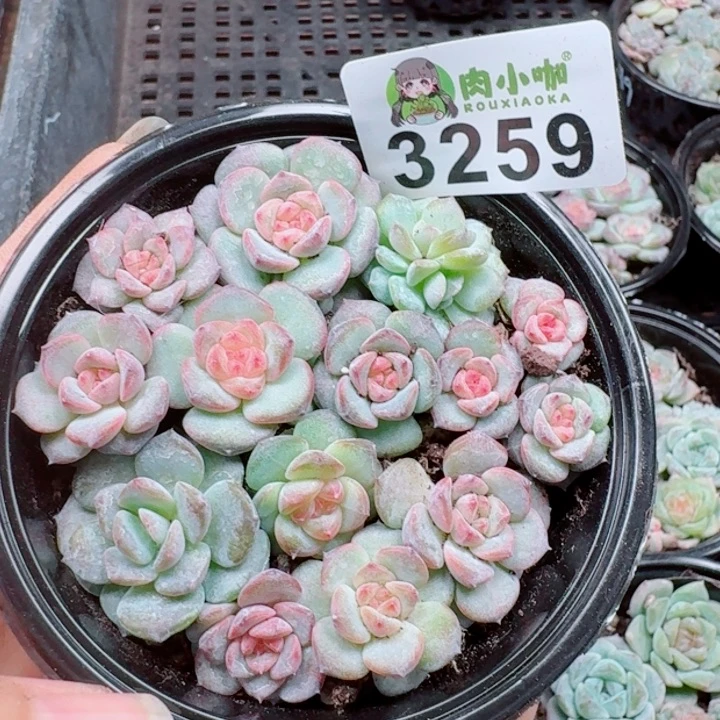 多肉植物多肉植物