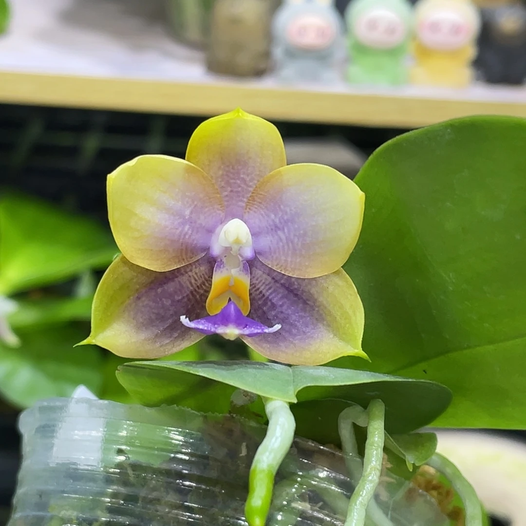 完全开放反射龙交荧光