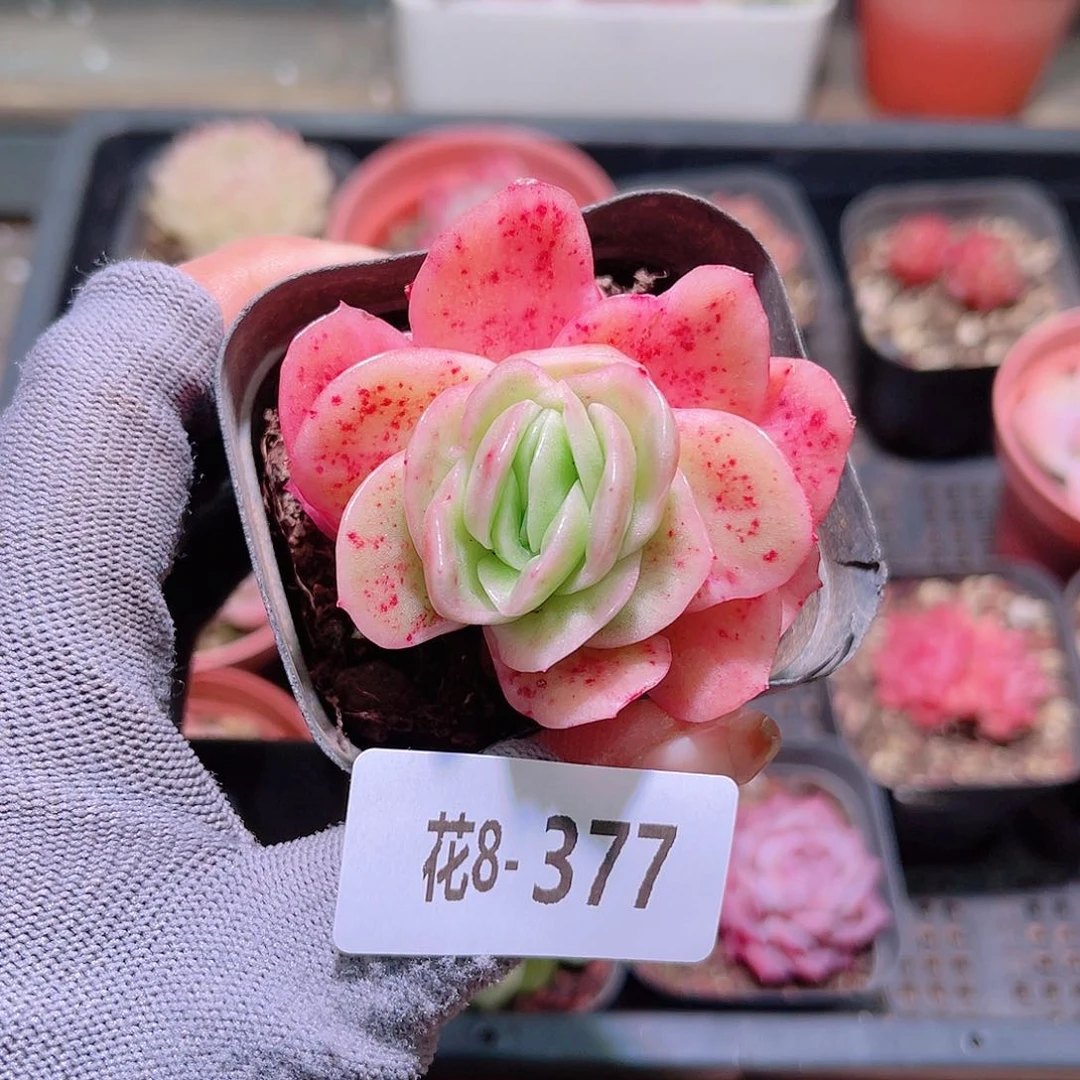 花08-377冰玫瑰锦