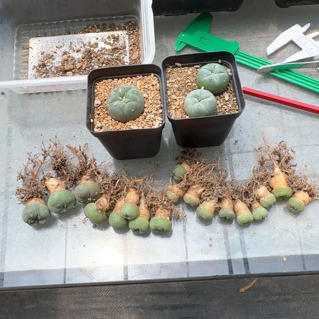 西***孙花花花花花花花花花开