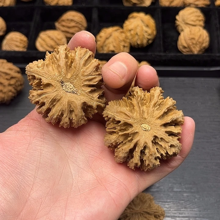 木质类秦岭突突突突突突突突