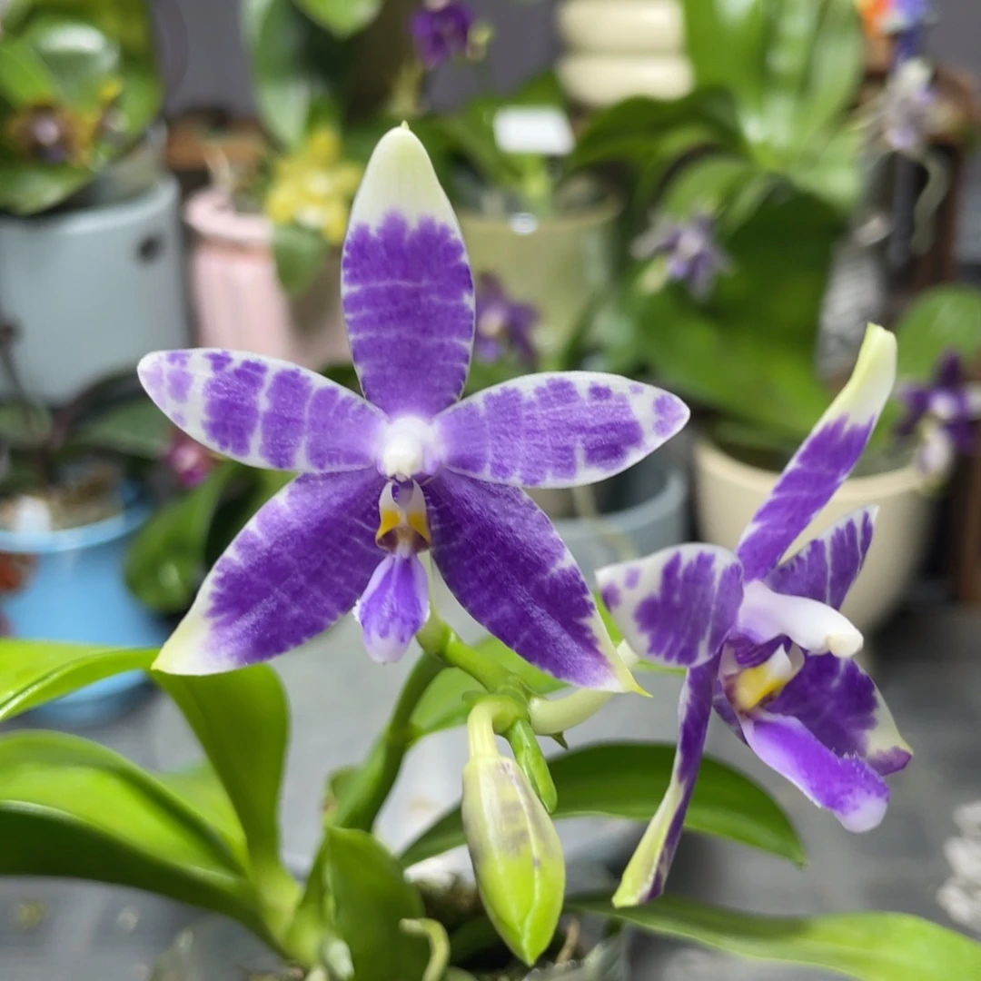 完全开放盲盒，2.5杯开花株