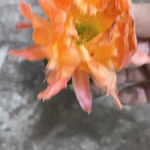 江南13，5公分左右