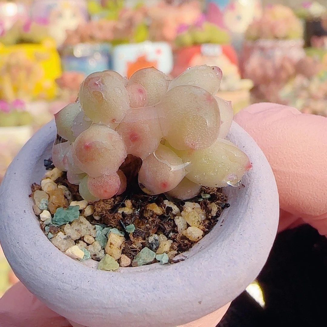 L迷你彩虹奶 盆口2.5cm