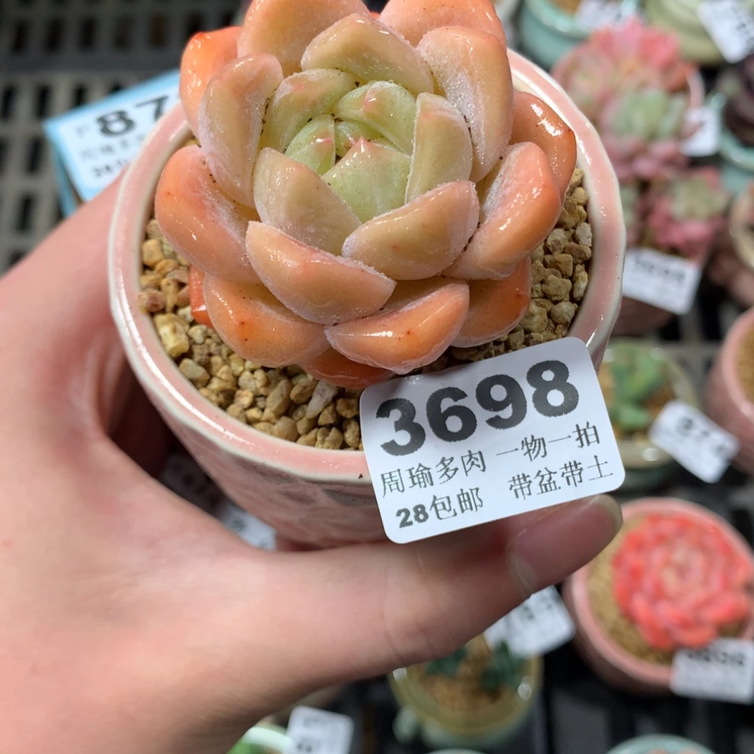 5厘米盆精控多肉3698