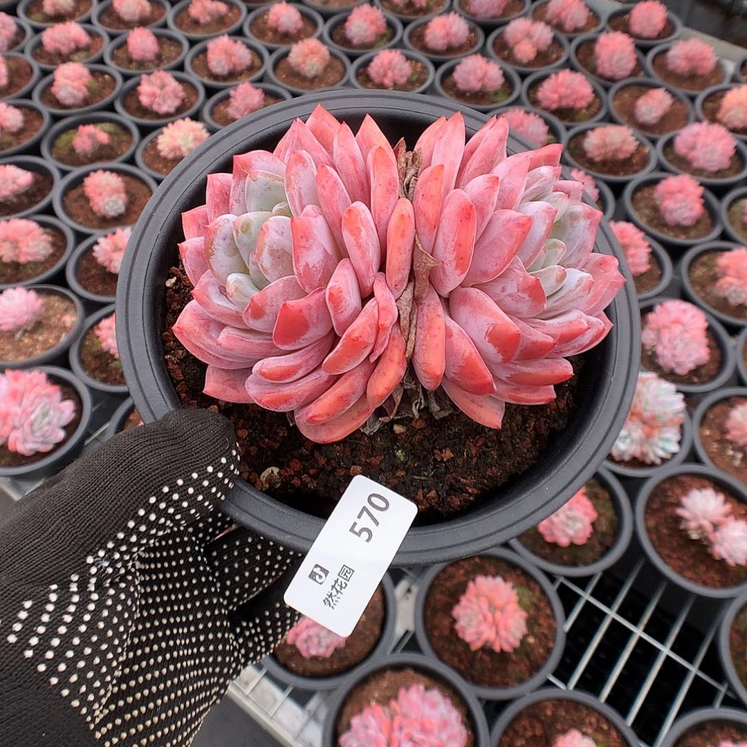 570雪天使多肉植物66