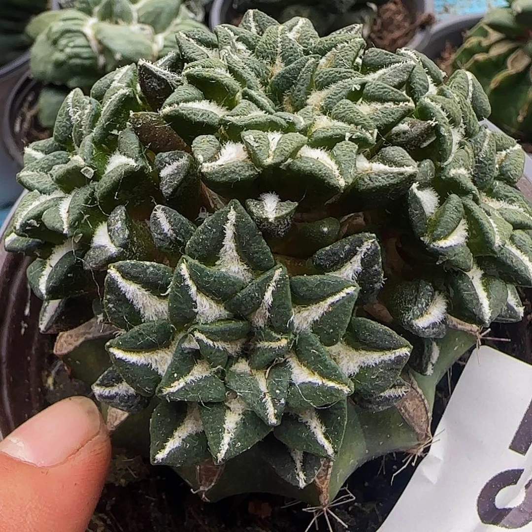 姬牡丹群头256。