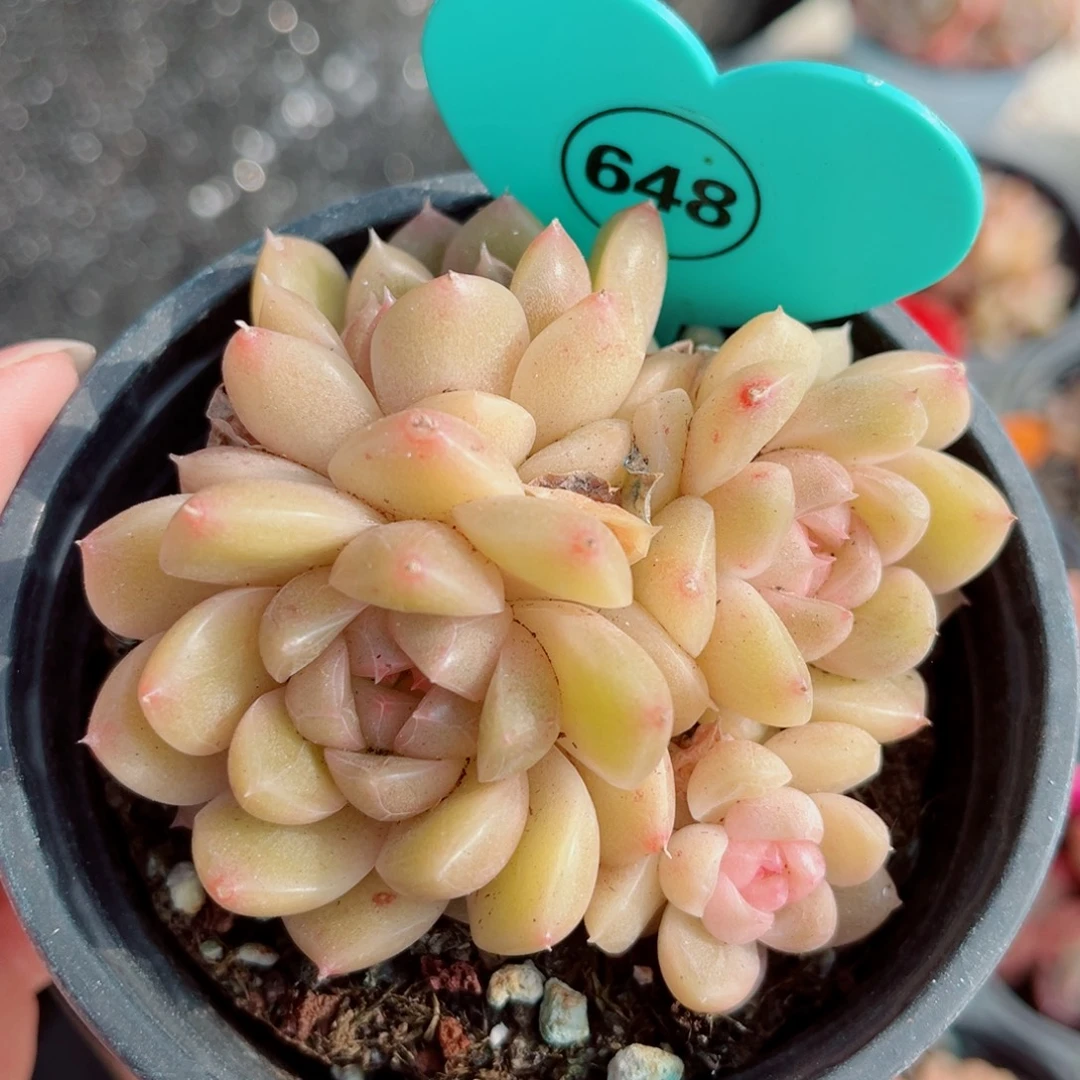 648号小老桩珍妮群