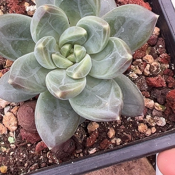 美人特价一物一一拍