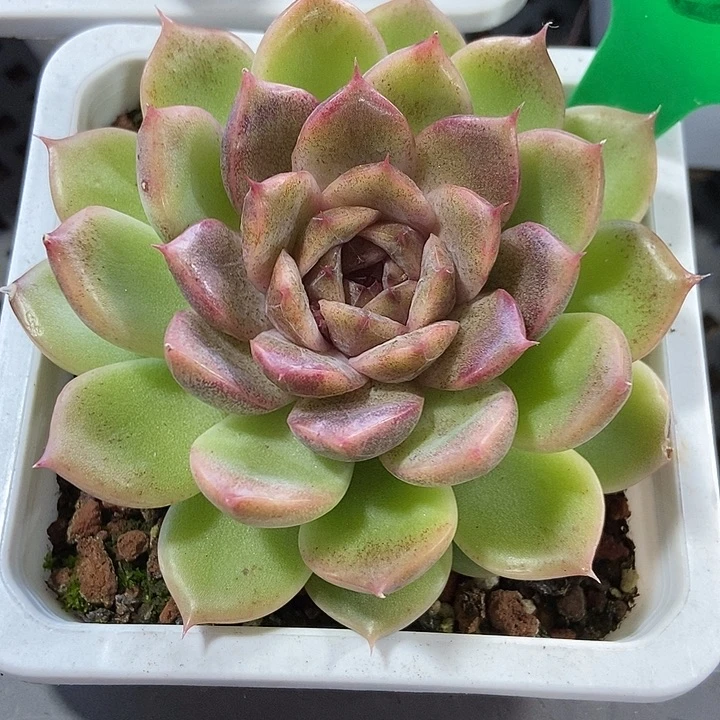 多肉植物水晶937多肉