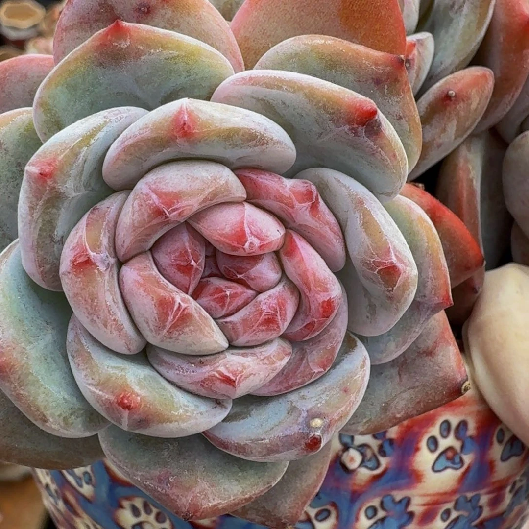 c****?一物一拍不退不换