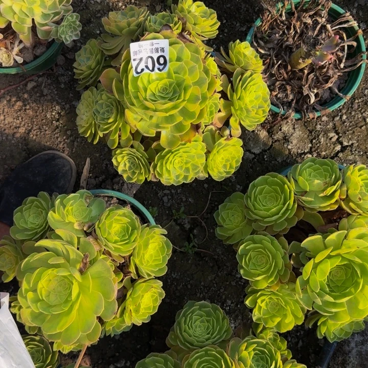 雨荷花25-49包邮花花