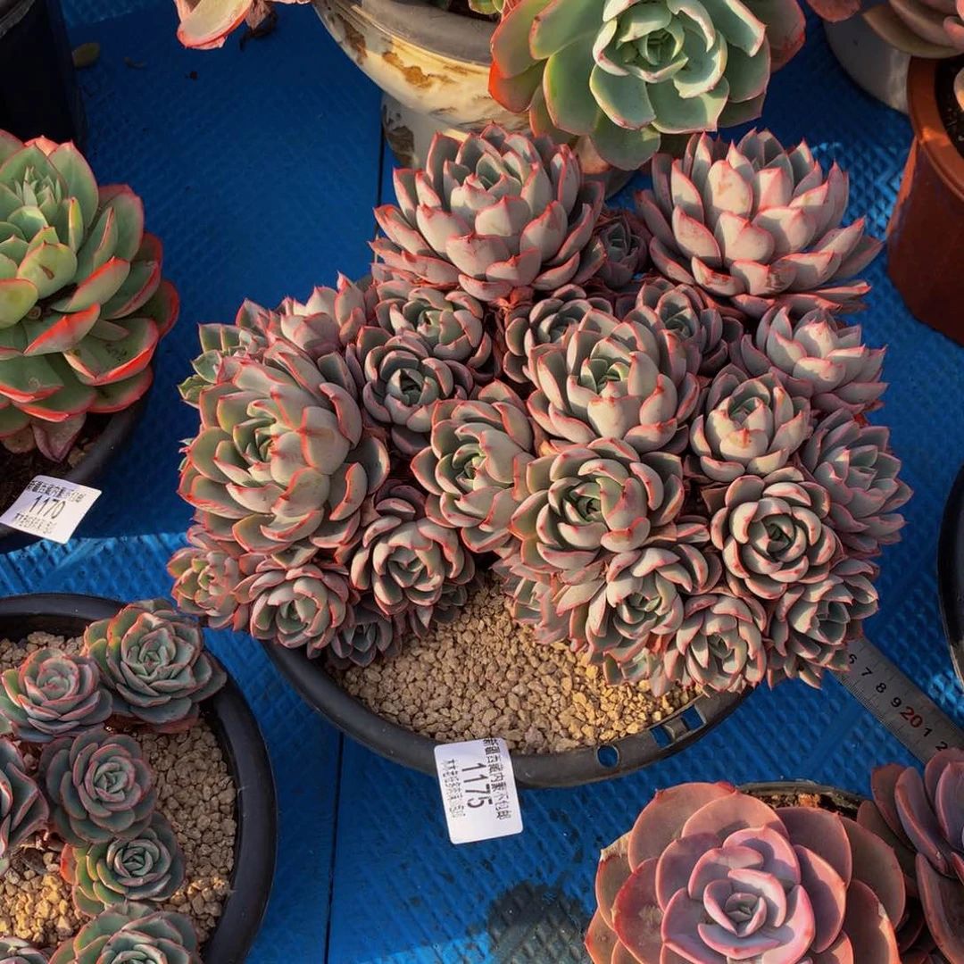 宇****媒1175赫拉多肉