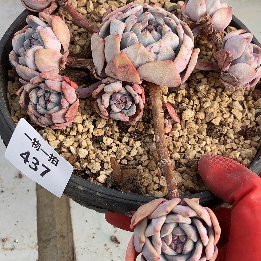 437 一物一拍不退不换