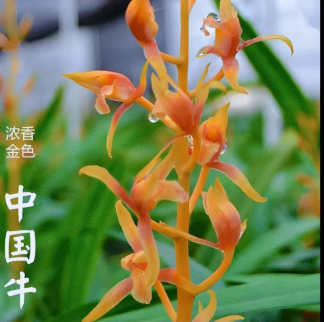 翁源兰花苗墨兰金牛中国牛兰花带花苞浓香型