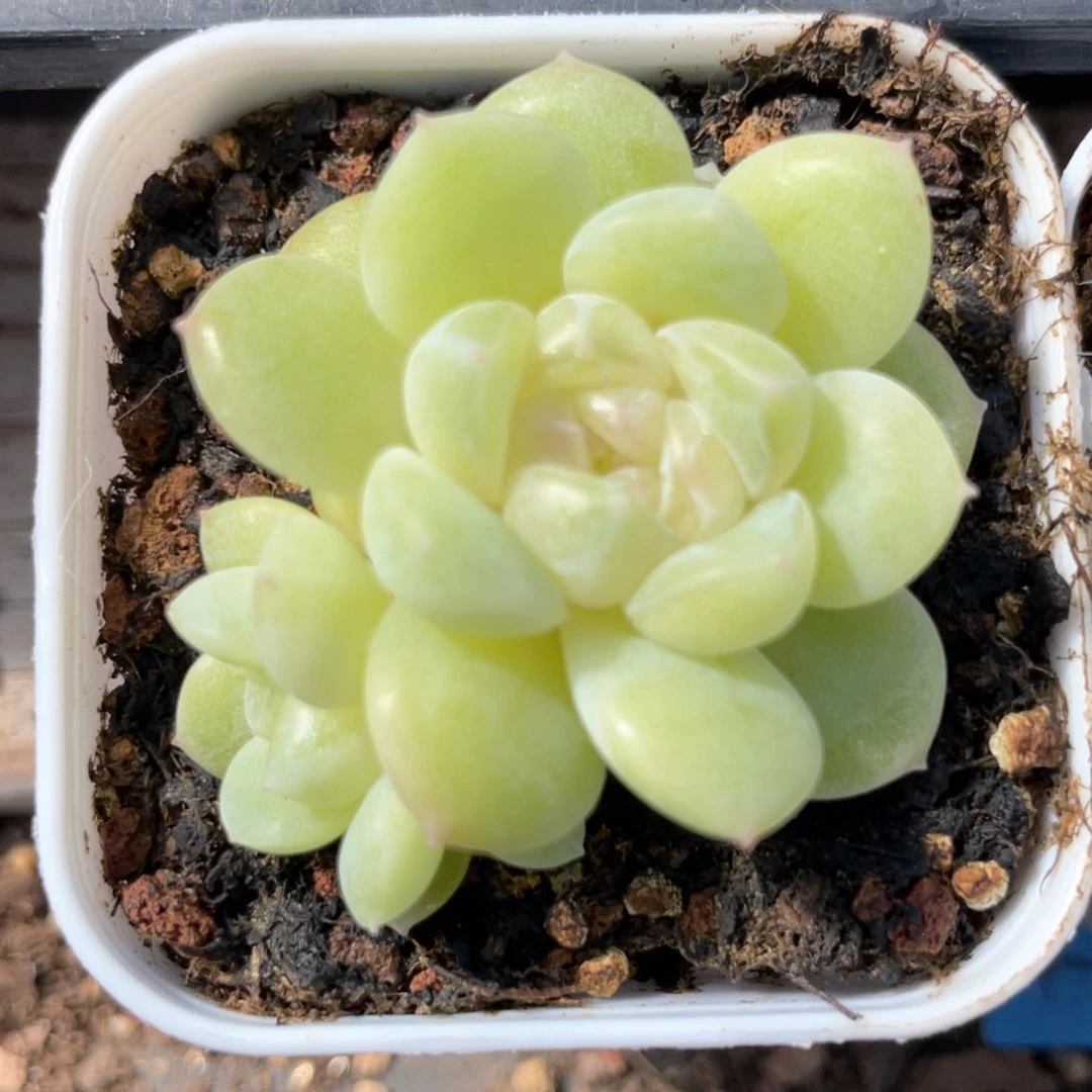 优选奶油财富1047