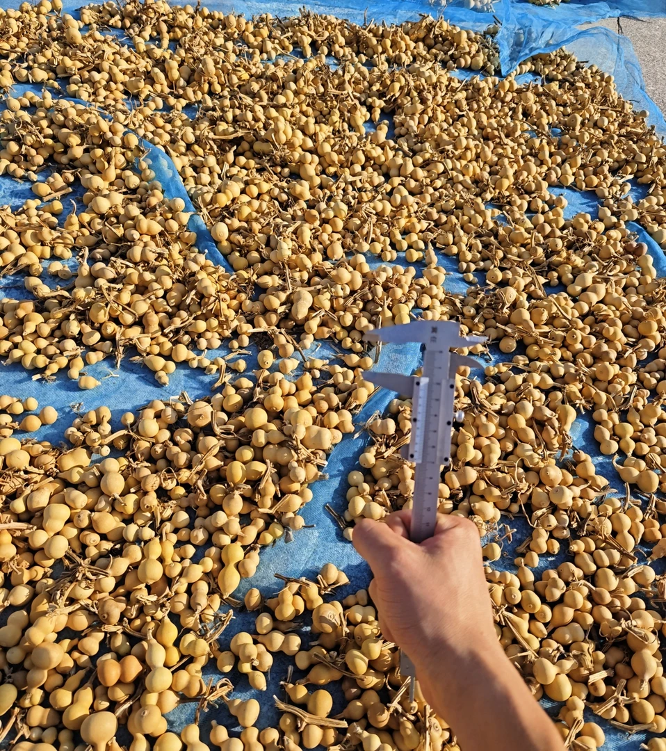 随即精品小葫芦一把