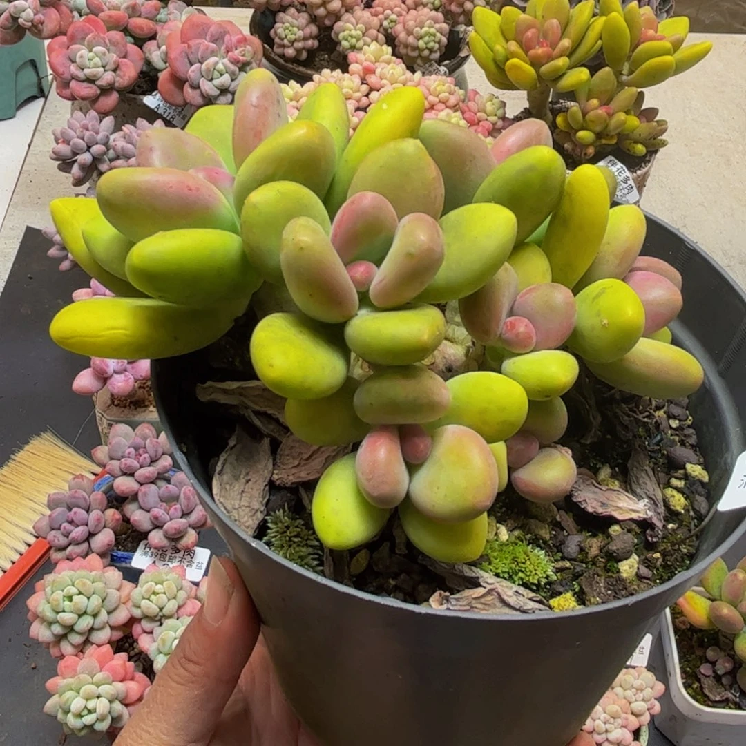 391芒果奶10cm多肉