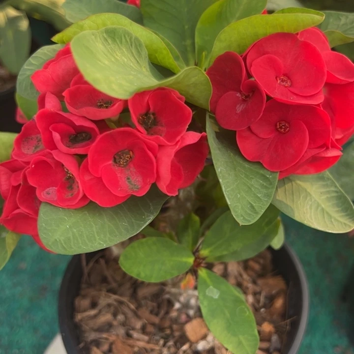 泰品扦插一物一拍