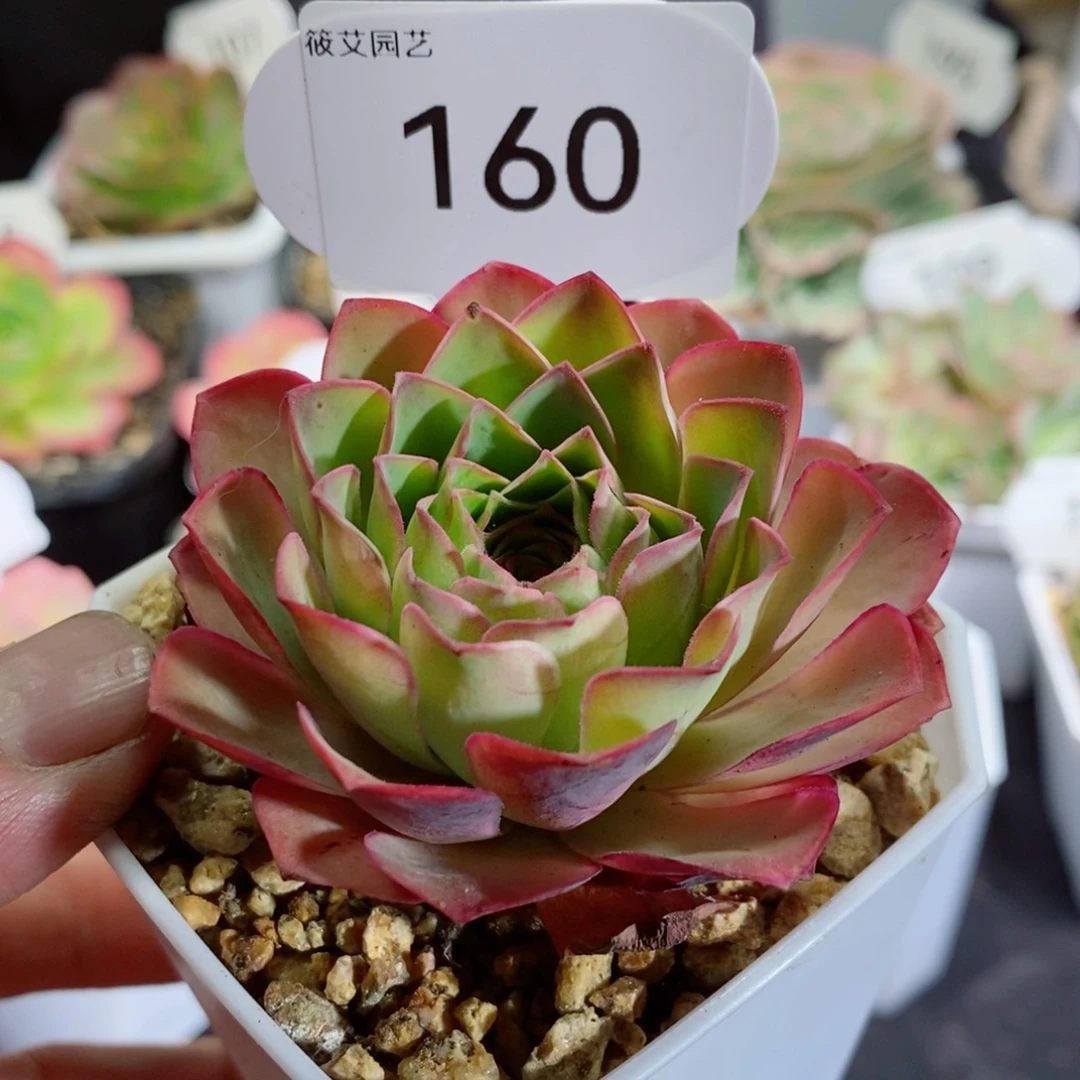 160尼娜 山地玫瑰