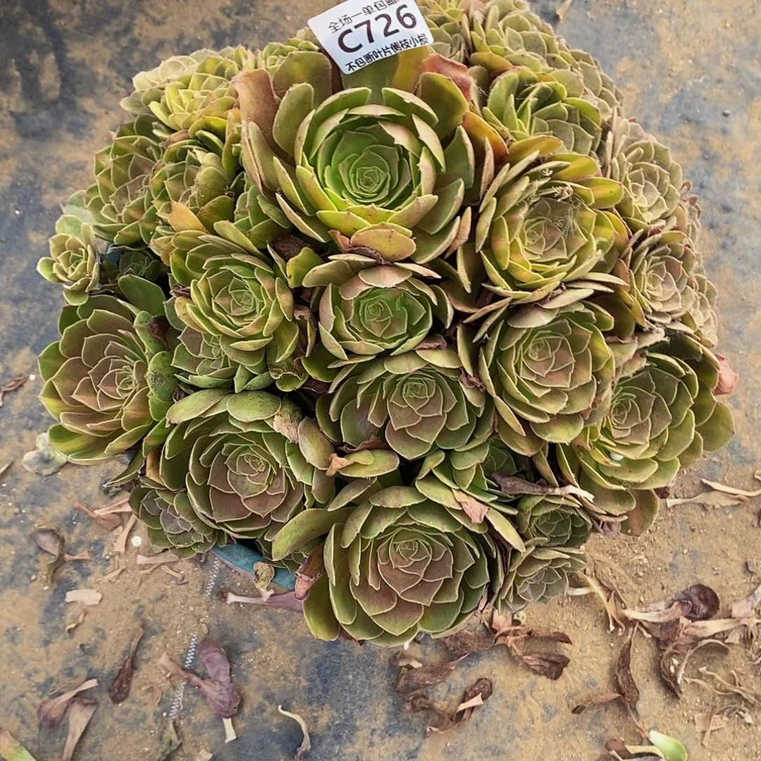 天***梦726倾城中斑锦多肉法