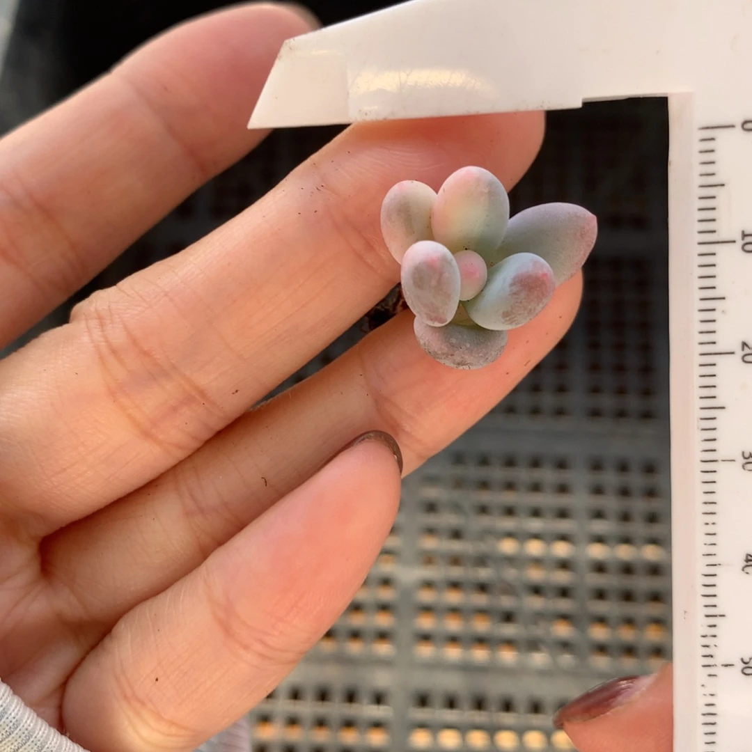 紫皮奶酪锦 mini奶酪锦