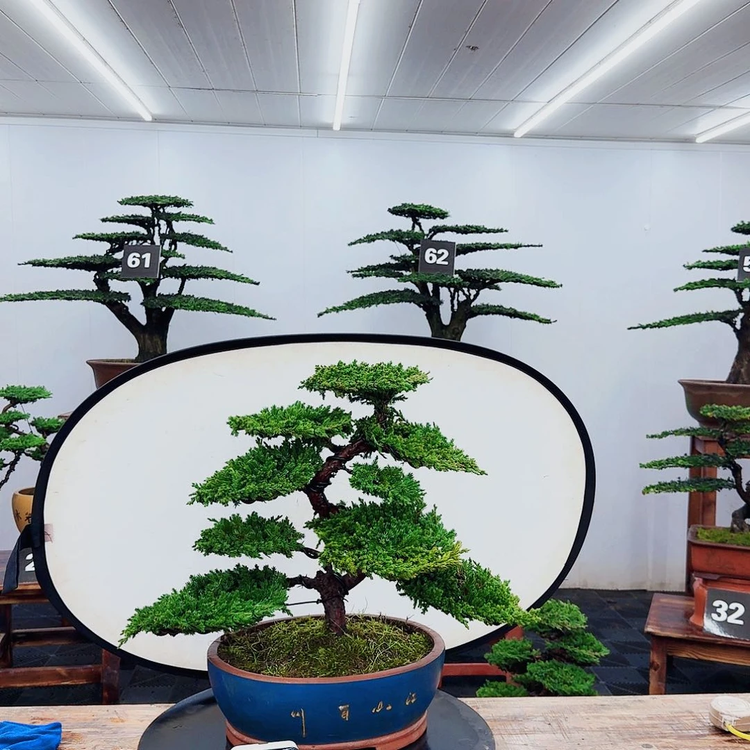 无花朵房****社00000000000000