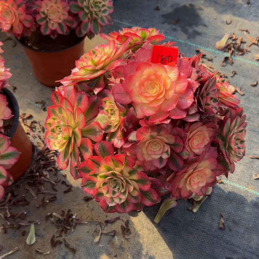 粉****糖1810炖肉植物发货荔枝断指