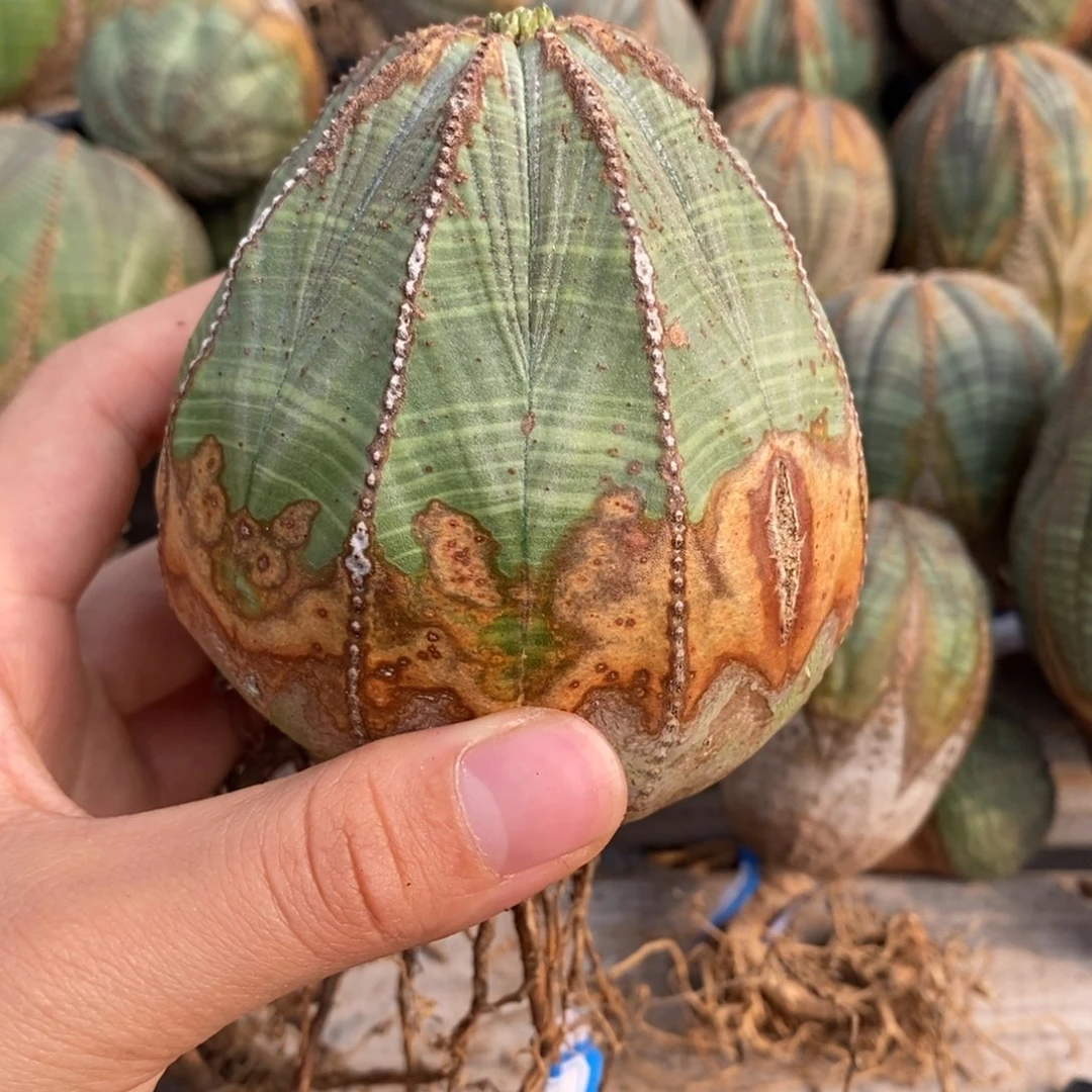 40欧系实生布纹球一物一拍