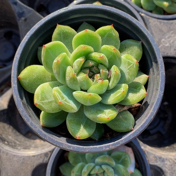 雪花珍妮。