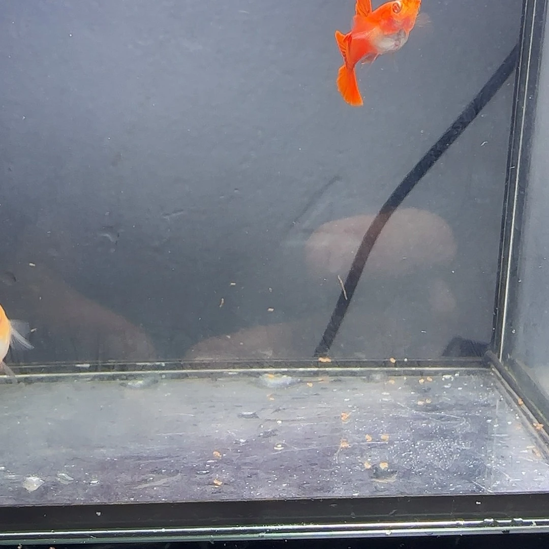 孔雀鱼血红小圆尾一对