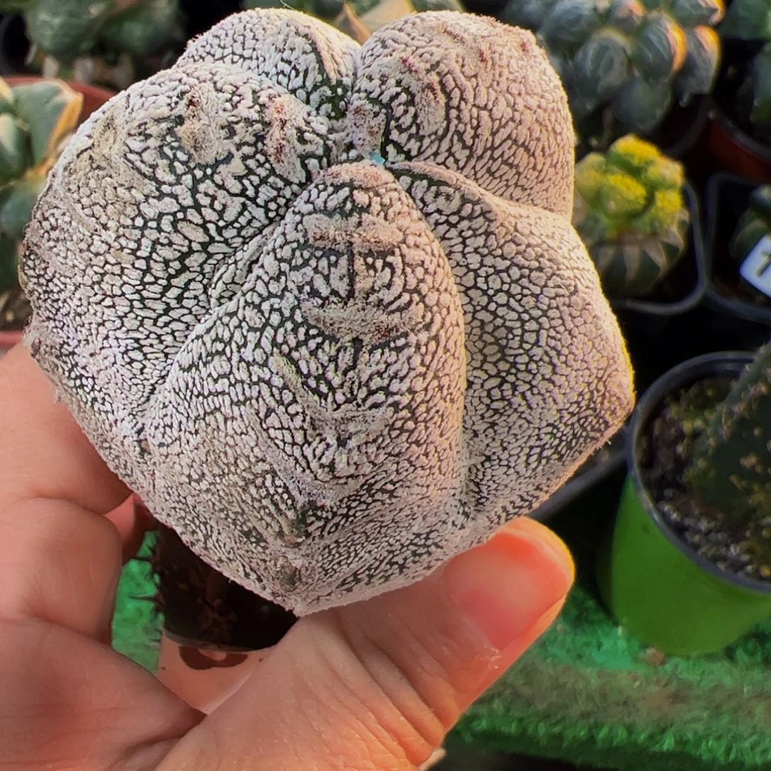 无花朵福利恩中v535