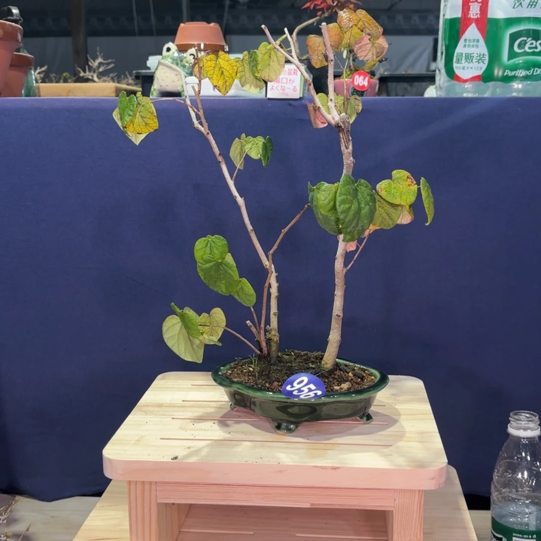 熊***猫全场盆景956号包邮