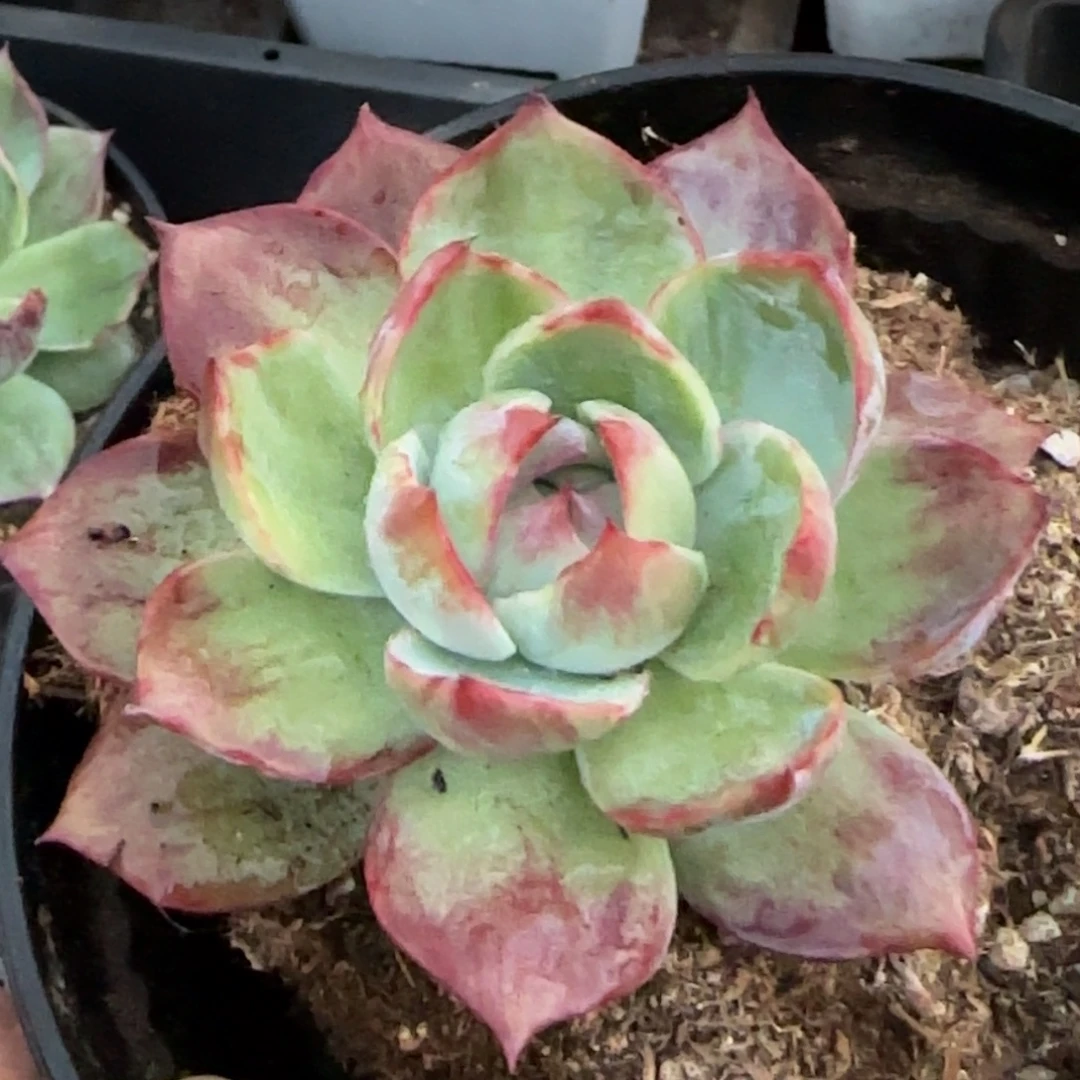 惊鸿一物一拍包装包装收缩花旱809