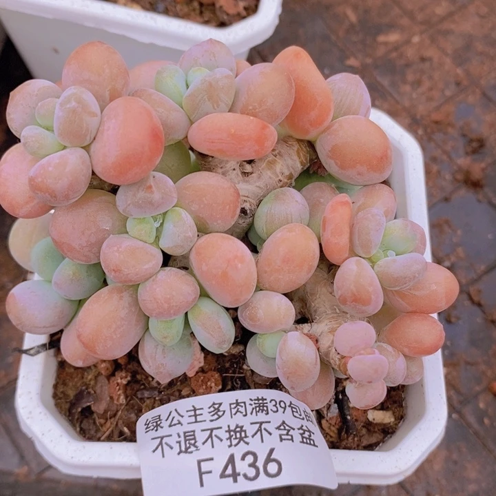 橘子香水洛神8cm436多肉植物