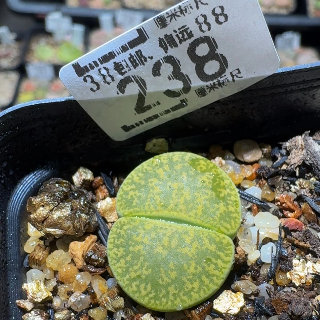 Sssss精品生石花238