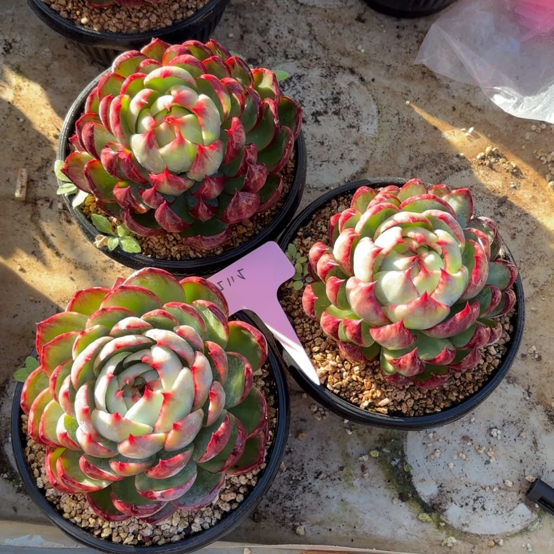 多肉植物惊鸿仙子15115