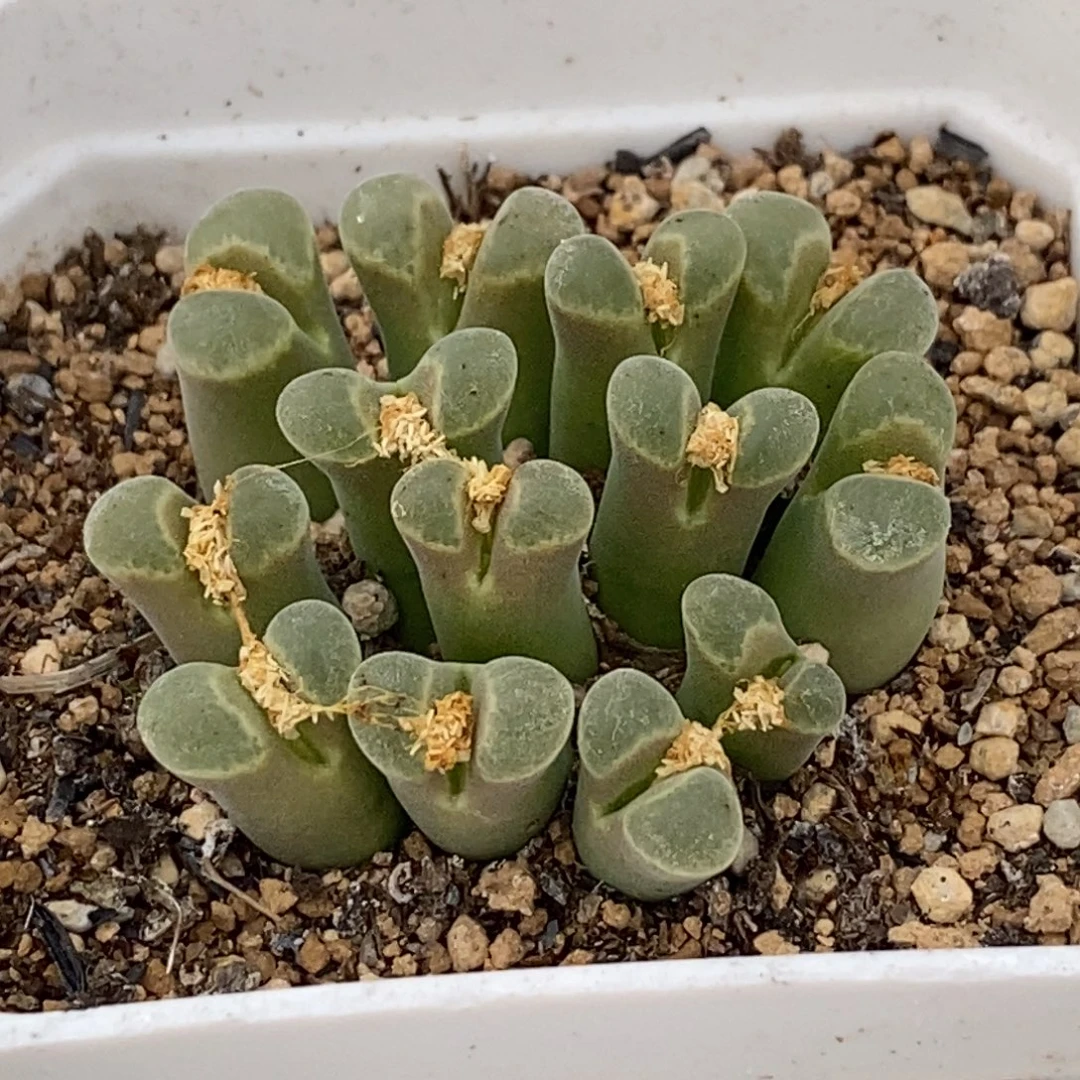 天鹅绒天鹅绒天鹅绒