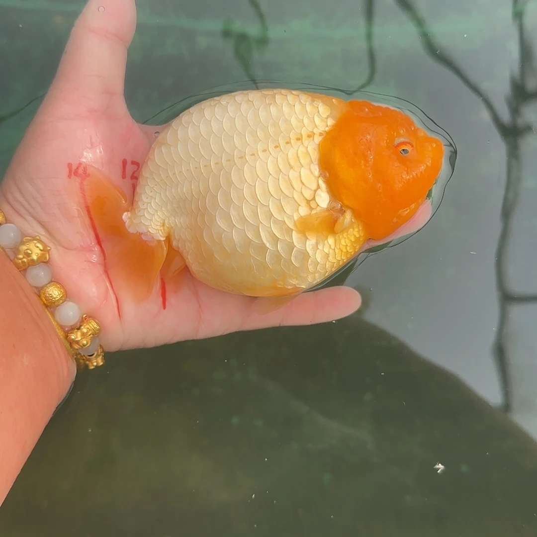 金鱼051红嘴玉兔兰寿