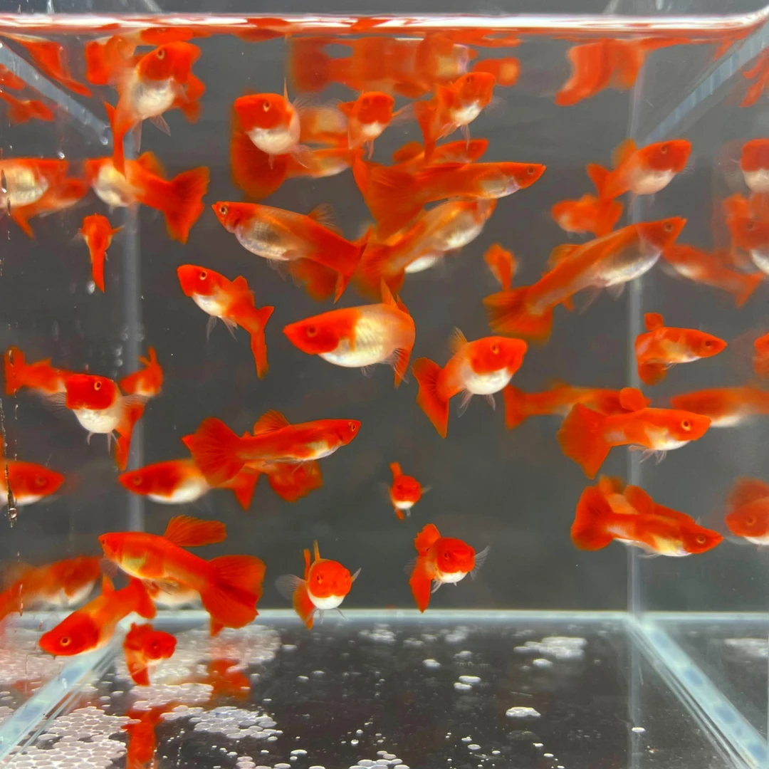 鸿运当头孔雀鱼红头热带孔雀鱼耐活好养