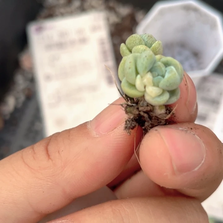 Ｂ*一物一拍冰玉满18包邮