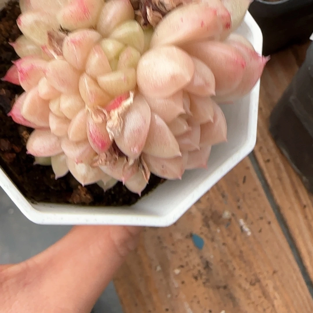 芷*244东篱下多多肉植物盆栽