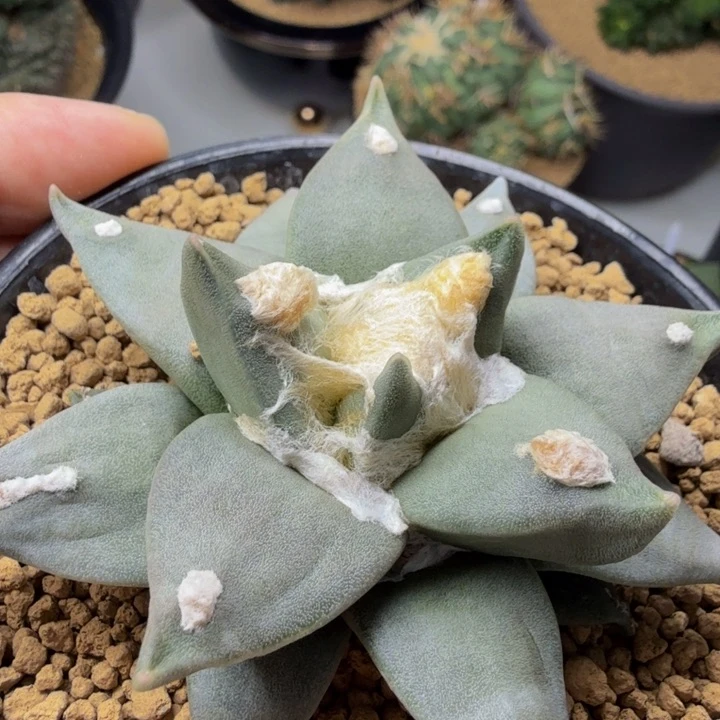 捡漏赤花三角龙牙