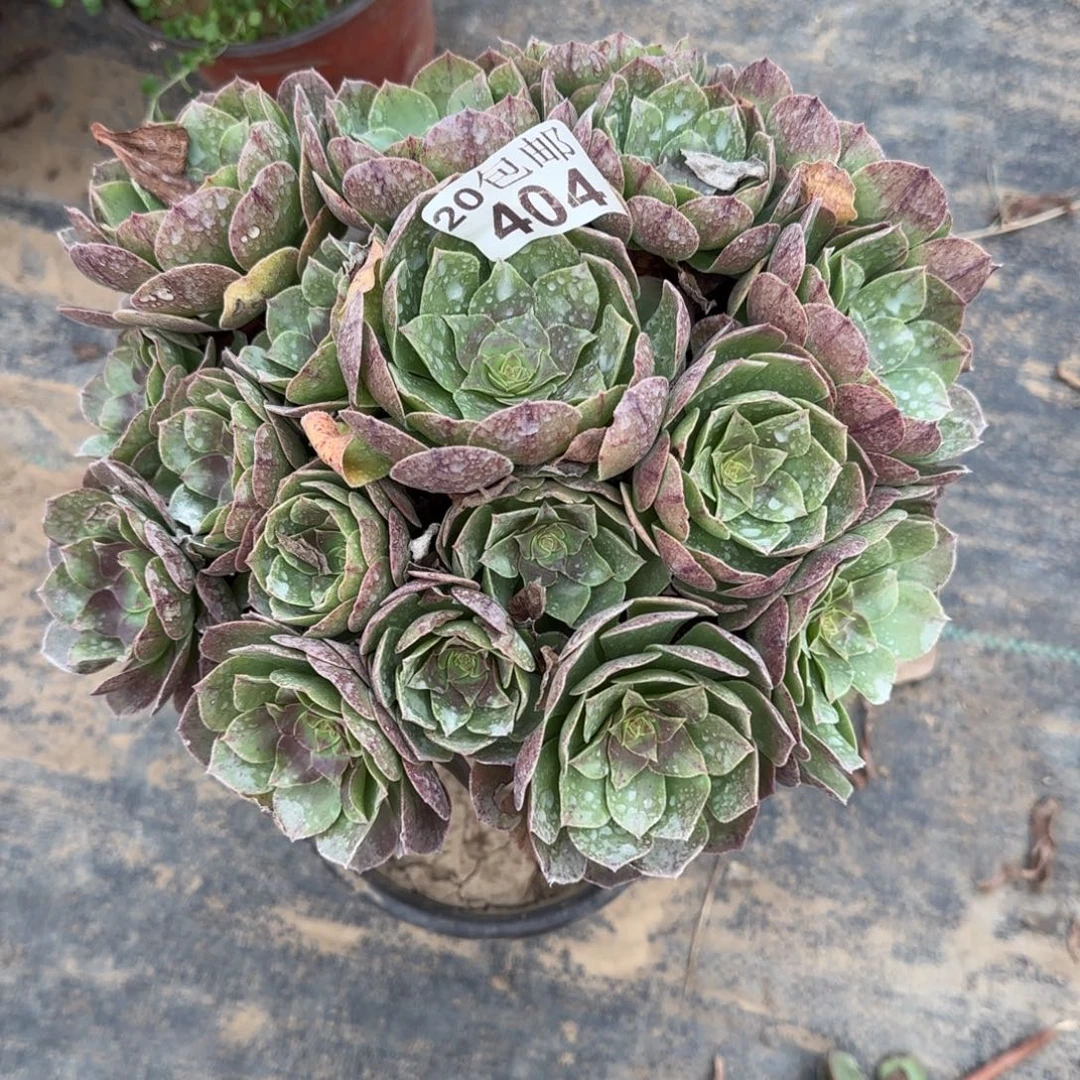 万拉丝404满20包邮断枝不包